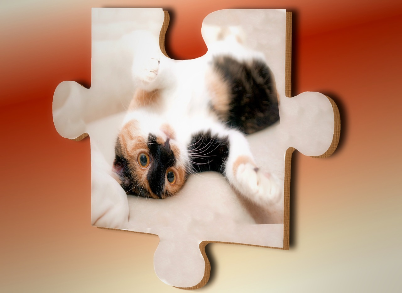 cat-on-puzzle